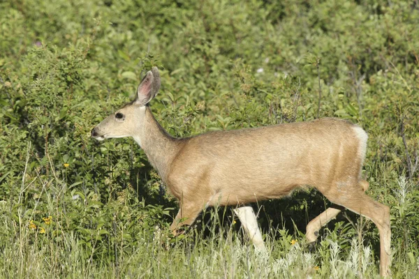 Deer waling in grass. — Stock Photo, Image