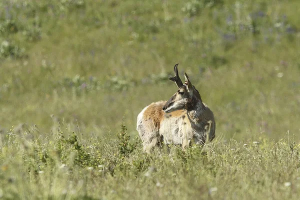 Antilope im Feld. — Stockfoto