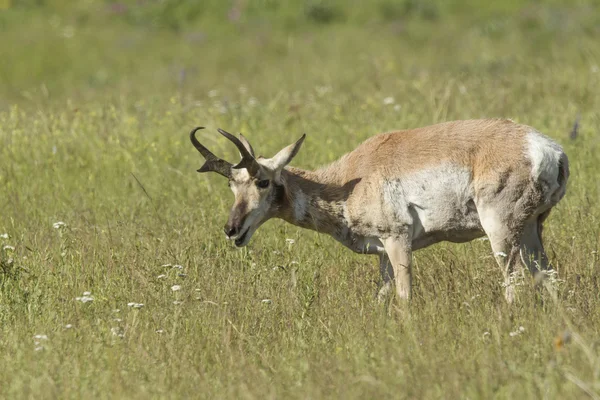Pâturage des antilopes . — Photo