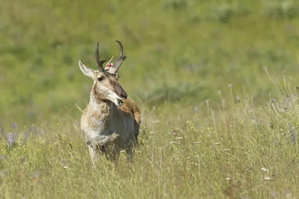 Antelope chews on grass. — Stock Photo, Image