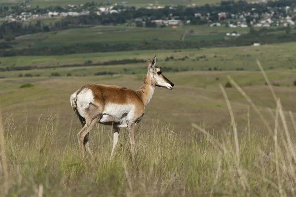 Antilope auf Hügel. — Stockfoto