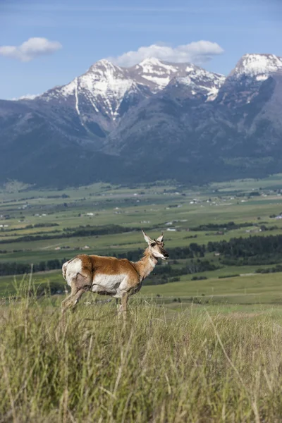 Antelope on hill with mountains. — Stock Photo, Image