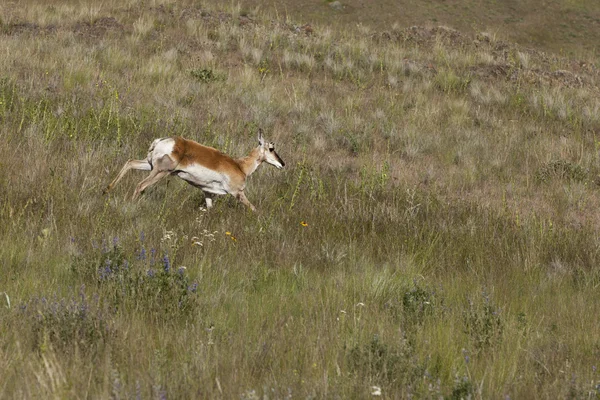 Antelope corre in discesa . — Foto Stock