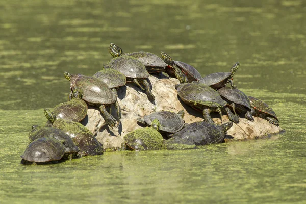 Kayadaki kaplumbağalar.. — Stok fotoğraf