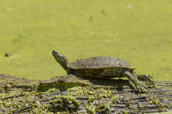 Tortuga en un tronco. — Foto de Stock