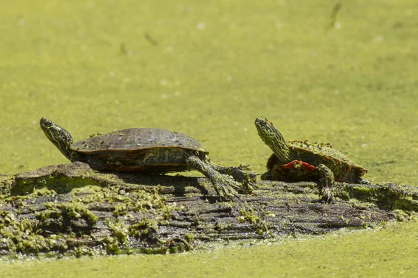 Twee geschilderde schildpadden op een logboek. — Stockfoto