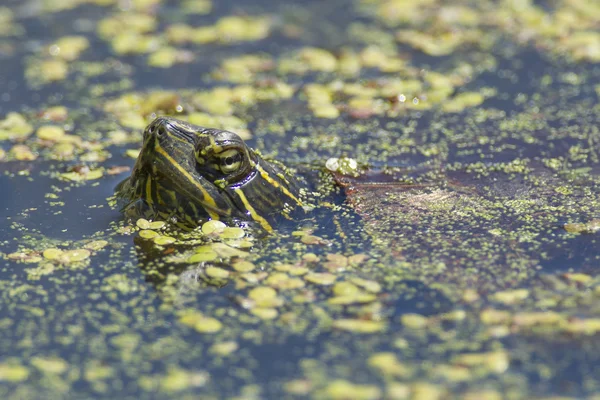 Tortuga empuja la cabeza fuera del agua . — Foto de Stock