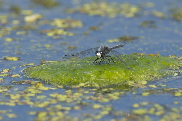 Libélula no pântano no lilypad . — Fotografia de Stock