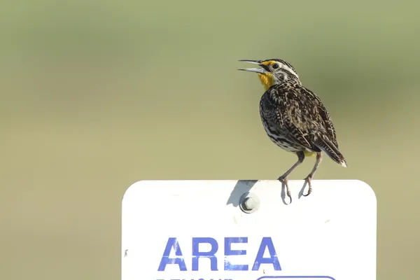 Cantando meadowlark no sinal . — Fotografia de Stock