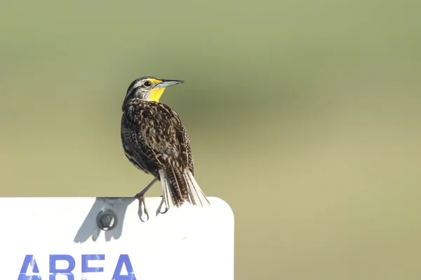 Perched meadowlark. — Stock Photo, Image