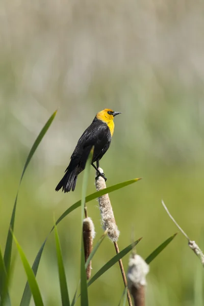 Pájaro posado en el cattail . — Foto de Stock