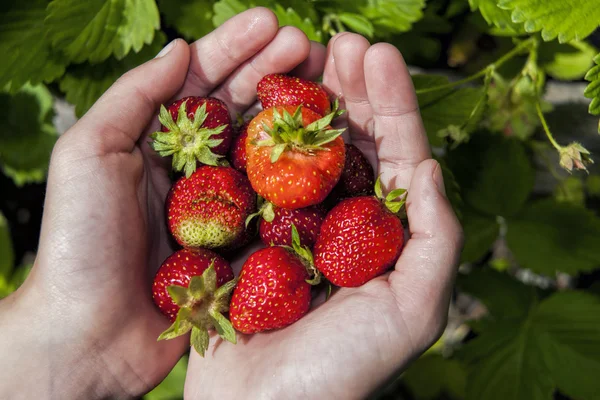Verse aardbeien in handen. — Stockfoto