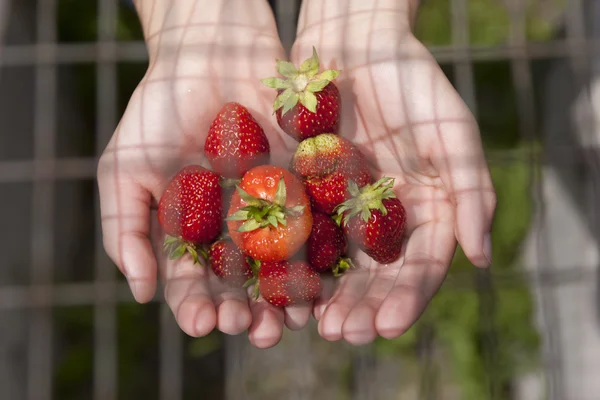 Aardbeien onder de draad. — Stockfoto