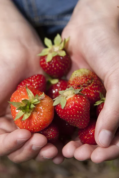 Zbliżenie srawberries. — Zdjęcie stockowe