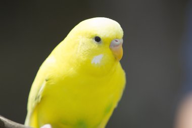 bir muhabbet kuşu Portait.