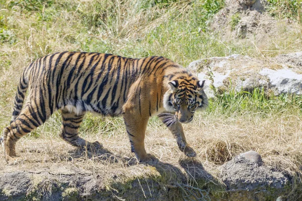 Tiger by the edge. — Stock Photo, Image