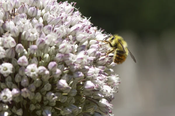 L'abeille collecte le pollen . — Photo