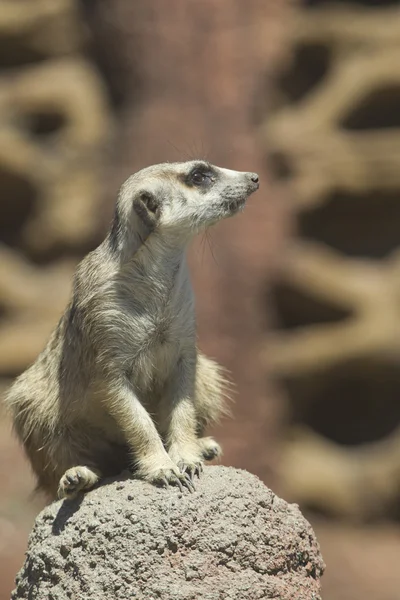 Meerkat op rots. — Stockfoto