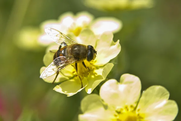 Biene auf gelber Blume. — Stockfoto