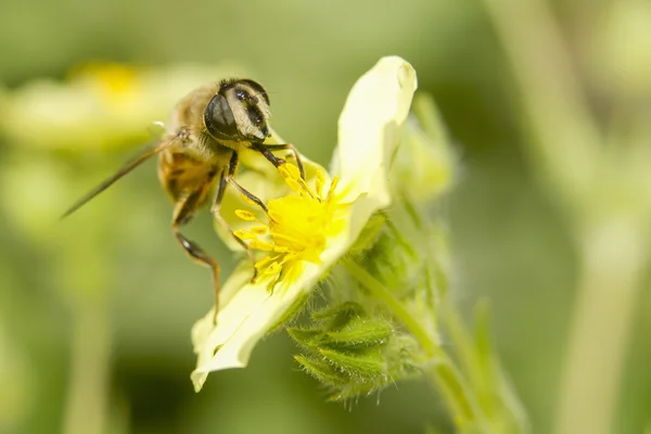 Nahaufnahme einer Biene auf einer gelben Blume. — Stockfoto