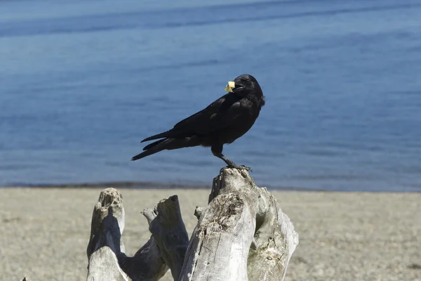 Crow on a log eating cracker. — Stock Photo, Image