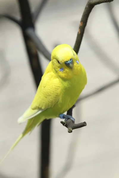 Budgie perched on a branch. — Stock Photo, Image