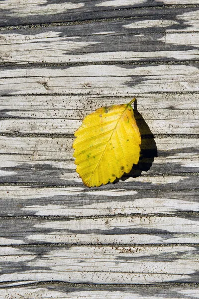 Leaf on log. — Stock Photo, Image