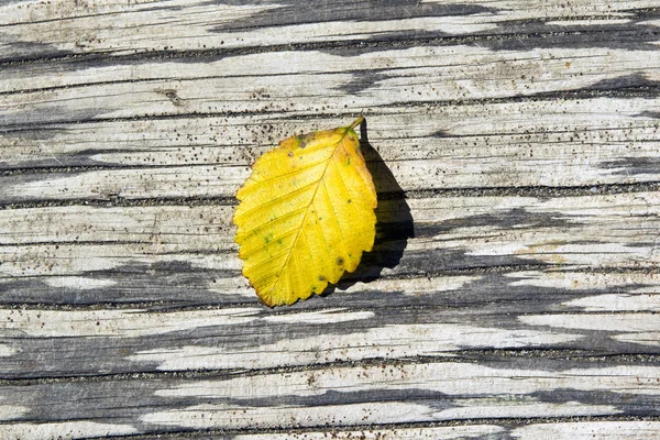 Yellow leaf on old log. — Stock Photo, Image