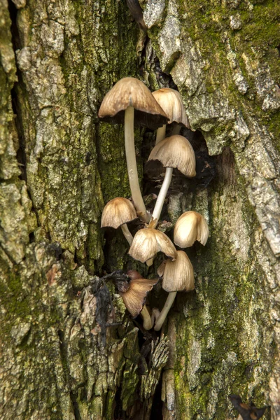 Groep van paddestoelen. — Stockfoto