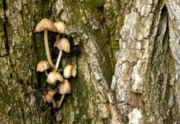 Paddenstoelen op een boom. — Stockfoto