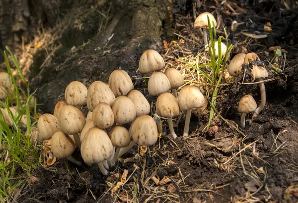 Grupp av svampar av ett träd. — Stockfoto