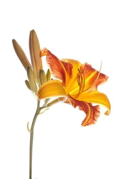 Vacker tiger lily. — Stockfoto