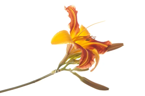 Orange tiger lily. — Stockfoto