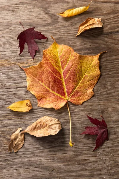 Various leaves in changing color displayed on a wooden board.
