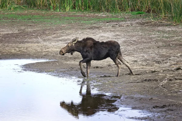 Orignal Femelle Est Dans Petit Étang Asséché Turnbull Wildlife Refuge — Photo