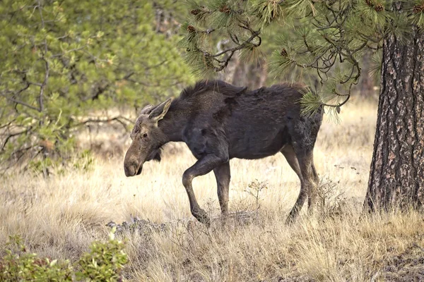 Una Gran Alce Hembra Está Caminando Turnbull Wildlife Refuge Cerca — Foto de Stock