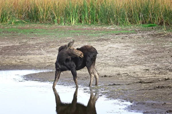 Una Alce Hembra Está Pequeño Estanque Secado Refugio Vida Silvestre — Foto de Stock