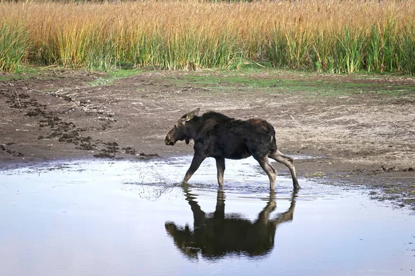 Female Moose Small Drying Out Pond Turnbull Wildlife Refuge Cheney — Stock Photo, Image