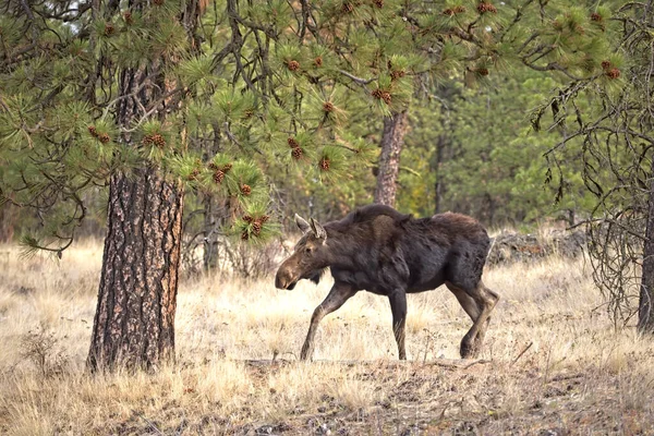 Una Gran Alce Hembra Está Caminando Turnbull Wildlife Refuge Cerca Fotos de stock libres de derechos