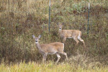 İki beyaz kuyruklu geyik Kuzey Idaho 'daki Hauser Gölü yakınlarındaki kameraya bakıyor..