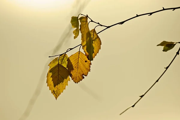 Yellowish Autumn Leaves Backlit Golden Light Sun Hauser Idaho — Stock Photo, Image