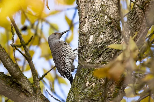 Ein Hübsches Nördliches Flimmern Thront Auf Einem Baum Mit Gelben — Stockfoto