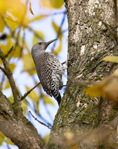 Ein Hübsches Nördliches Flimmern Thront Auf Einem Baum Mit Gelben — Stockfoto