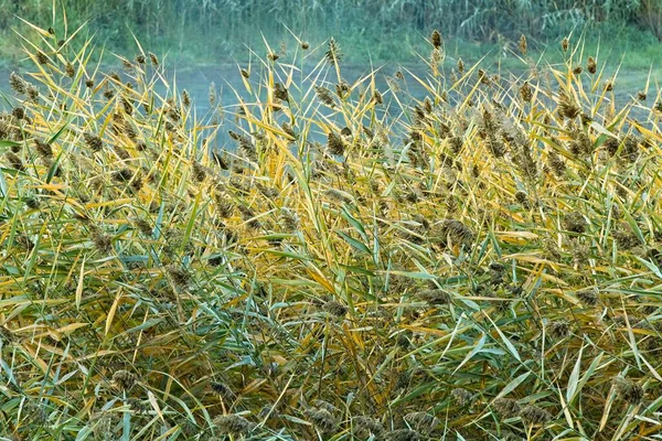 アイダホ州カタルド近くの緑と黄色の葉を持つ背の高い草のクローズアップ — ストック写真