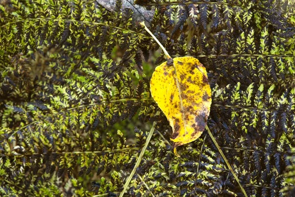 Una Foglia Gialla Poggia Una Felce Brunita Autunno Nell Idaho — Foto Stock