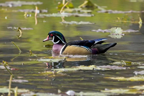 Male Wood Duck Swims Pond Coeur Alene Idaho — Stock Photo, Image