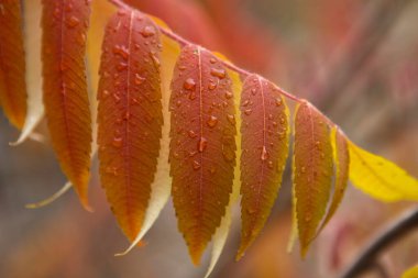Kuzey Idaho 'da yağmur damlalarıyla kaplı yakın plan bir fotoğraf veya turuncu sonbahar yaprakları.