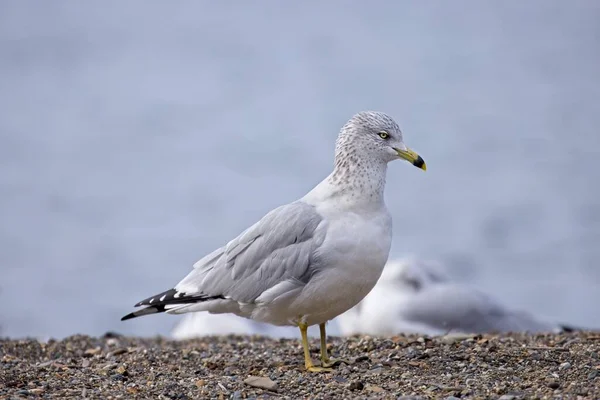 Uma Gaivota Com Anel Fica Uma Praia Dia Brilhante Coeur — Fotografia de Stock