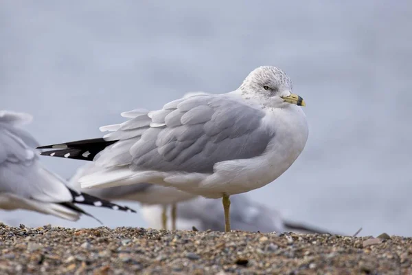 Ringvinglad Mås Står Strand Blåsig Dag Coeur Alene Idaho — Stockfoto