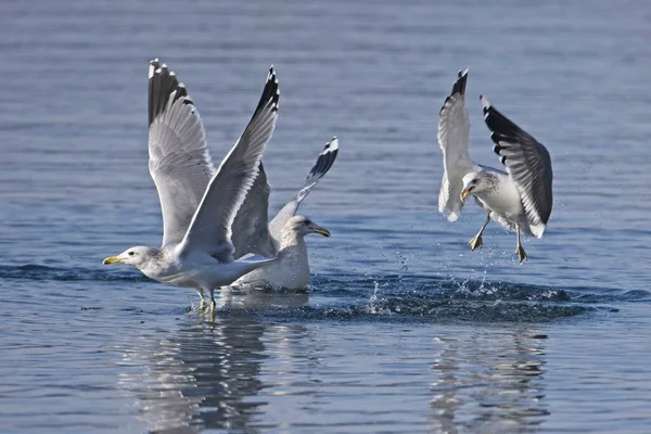 Група Трьох Чайок Борються Рибу Озері Півночі Айдахо — стокове фото